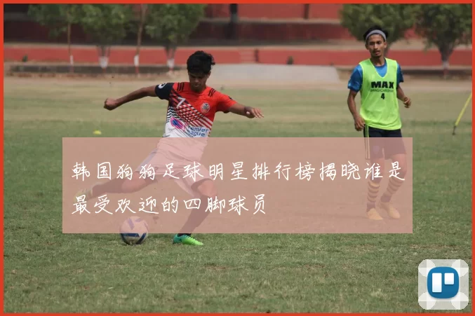 韩国狗狗足球明星排行榜揭晓谁是最受欢迎的四脚球员